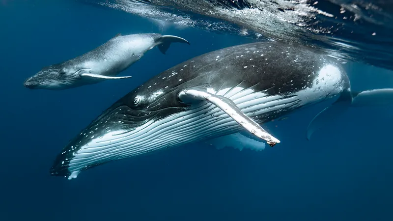 A small whale calf swims above its mothers head, the surface of the water is just visible 
