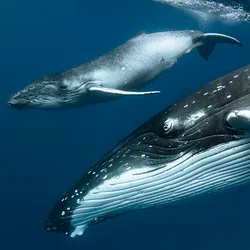 A small whale calf swims above its mothers head, the surface of the water is just visible 