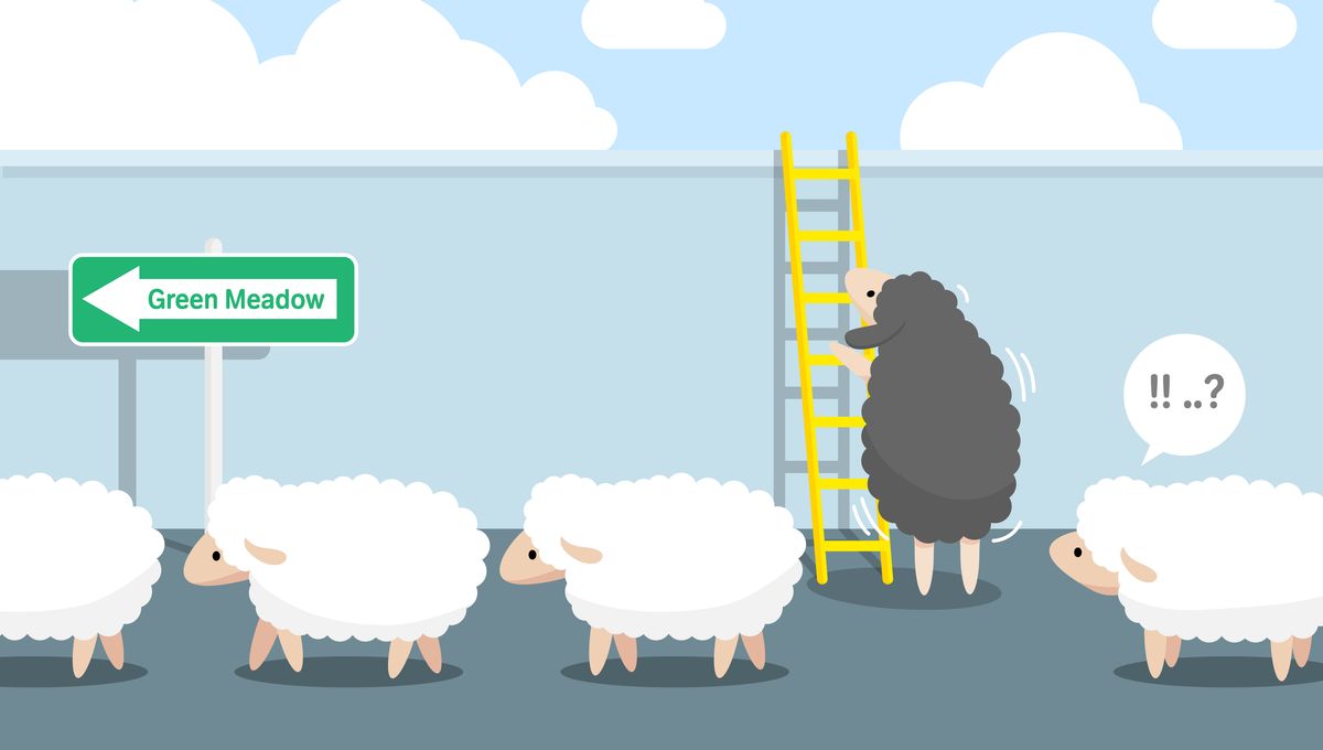 Sheep Are Surprisingly Democratic And Alternate Their Leaders IFLScience