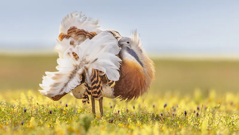 self medicate birds