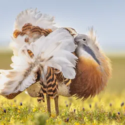 self medicate birds