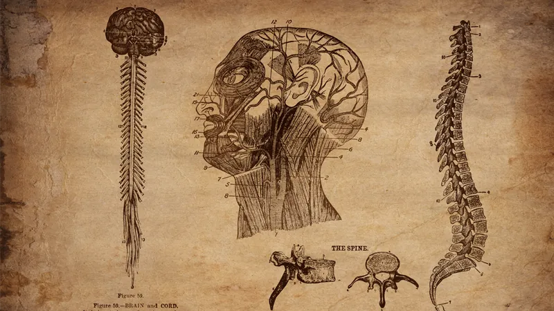 anatomical sketches of the brain, head and spinal cord