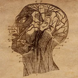 anatomical sketches of the brain, head and spinal cord