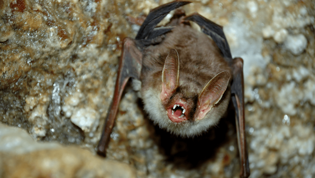 Bats Use Death Metal Growls To Communicate | IFLScience