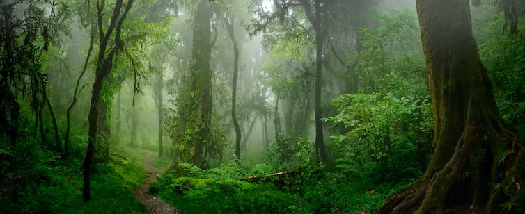 wild forest wild forest