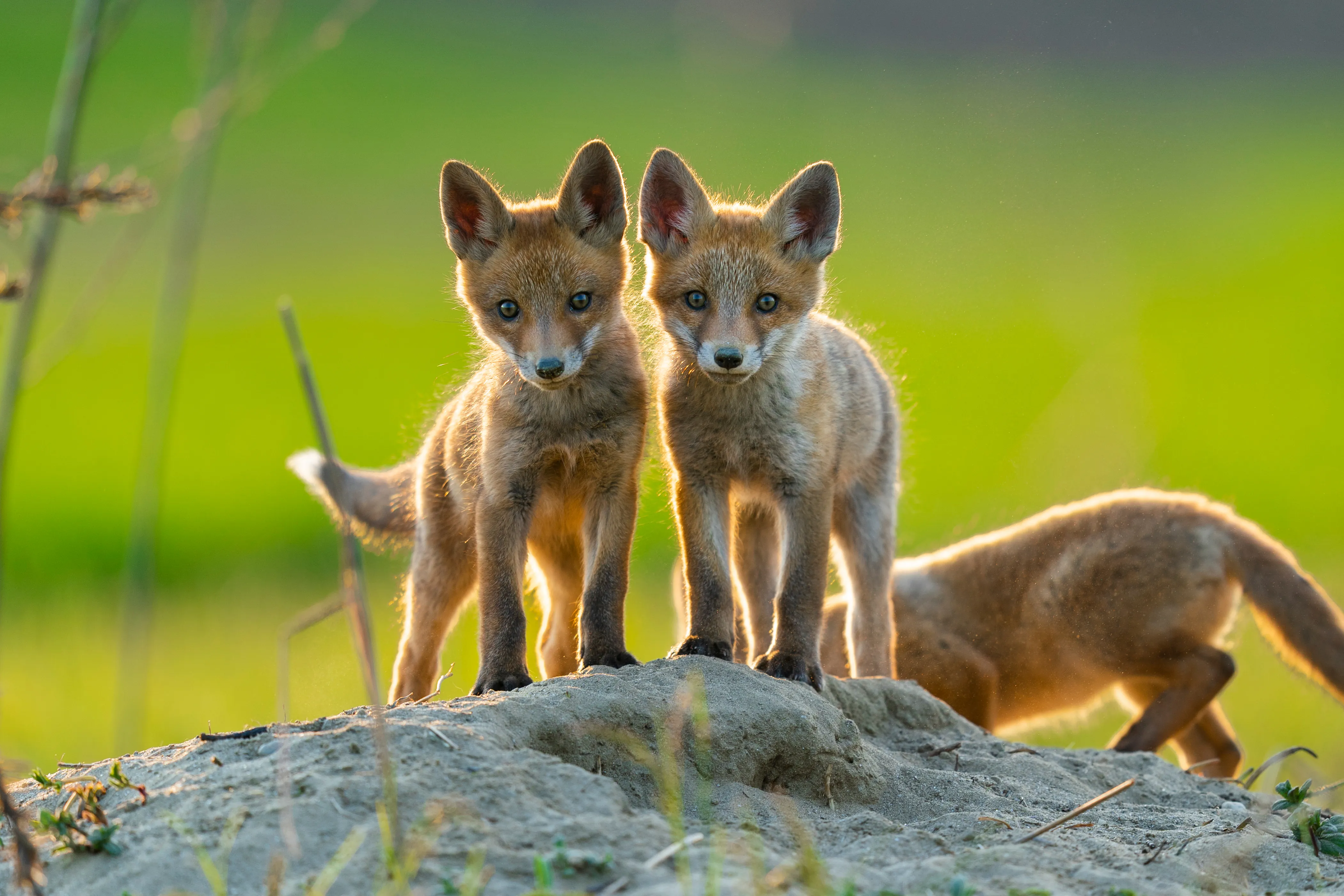 Fox Cub Red Fox Wildlife Trust For Beds Cambs Northants