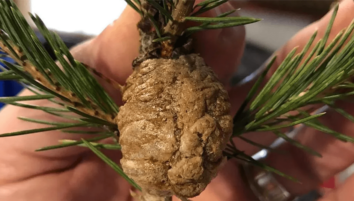 If You Find These Growths On Your Christmas Tree, Do Not Bring It Indoors IFLScience