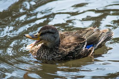 echo duck calls