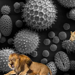 an image of microbes under the microscope is overlaid with pouncing lions.