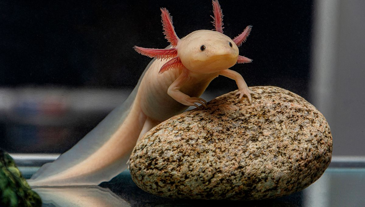 Do Axolotls Make Noise And Other Not So Silent Animals IFLScience