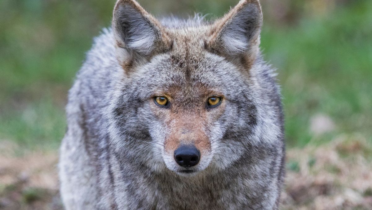 Mysterious Death From Coyotes Finally Explained They're Learning To