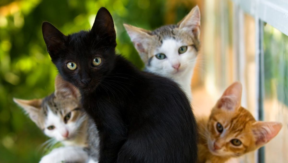 Show Where And When Cats First Started Being Our Pets