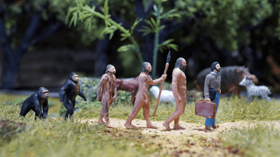 human evolution