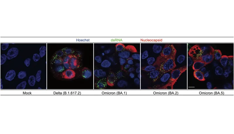 Lung cells infected with variants of COVID-19 in a petri dish. Solutions with even tiny quantities of three biological molecules showed almost no infection