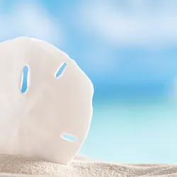 A white "sand dollar" on the beach