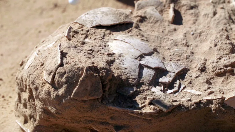 Ancient ostrich egg