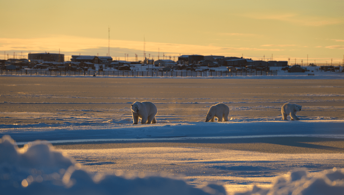 Alaska's First Fatal Polar Bear Attack In 30 Years Claims Two Lives IFLScience