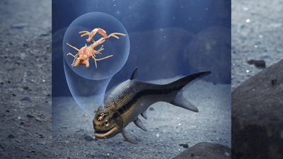 Coccocephalus wildi paleoart with zoomed in brain