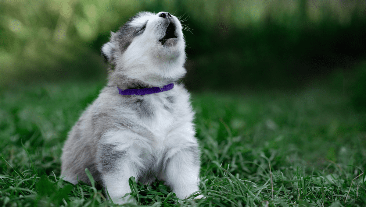What Does Howling Mean To A Dog