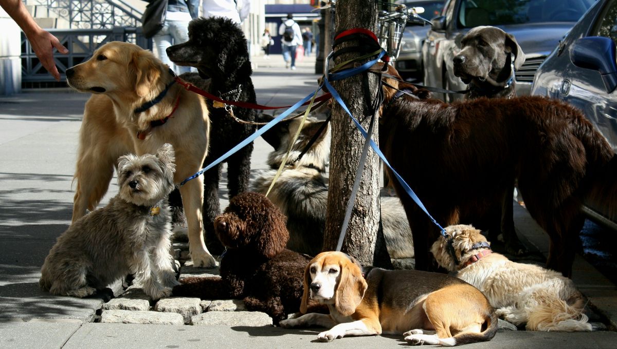 There’s Something “Rampant” On New York Sidewalks, Scientists Warn ...