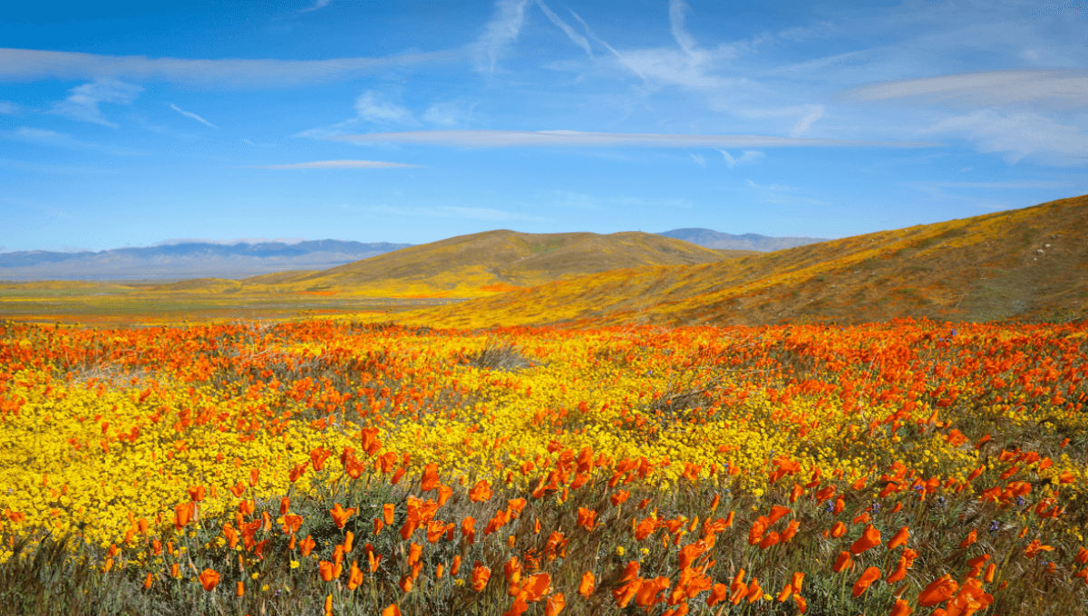 We Built A HumanSkin Printer From Lego And We Want Every Lab To Use