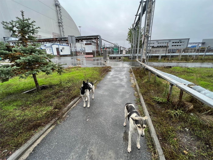 Chernobyl dogs living outside the New Safe Confinement Structure, which was built to contain radioactivity from the explosion of reactor four.
