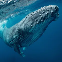 A humpback whale swims just below the surface.