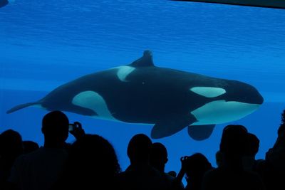 orca in captivity