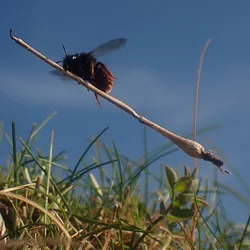 witch bee