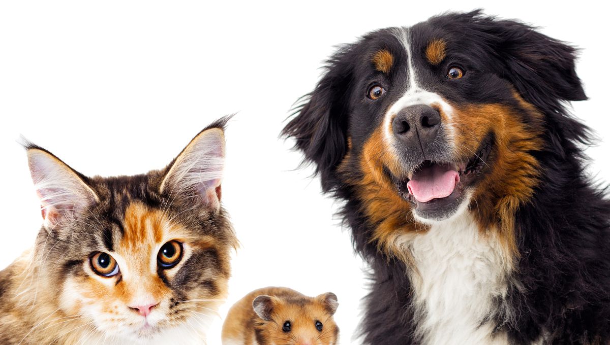 Being Around Cats And Dogs May Reduce Food Allergies in Young Children