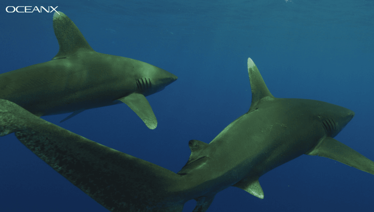 Great White Shark Mating Great White Shark Mating