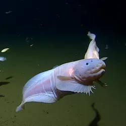 deepest-fish-t.webp