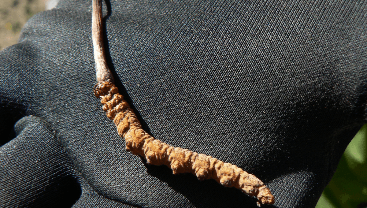 This Zombie Caterpillar Fungus Is Worth More Than Its Weight In Gold IFLScience