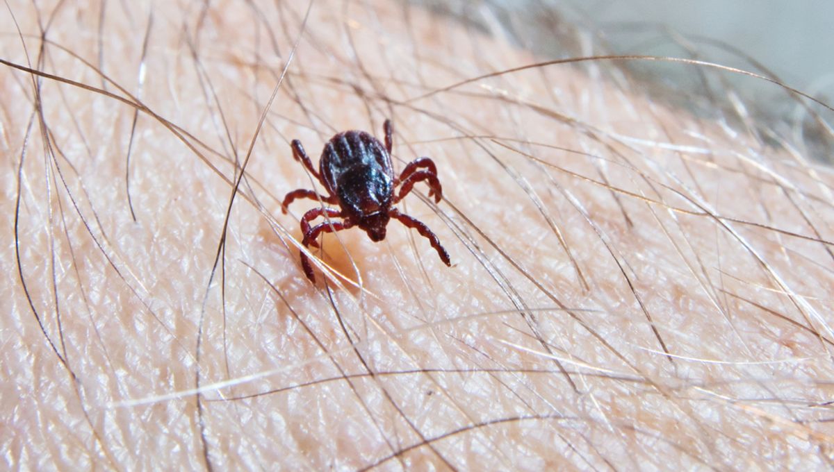 First Case Of Rare TickBorne Disease Confirmed In The UK TrendRadars