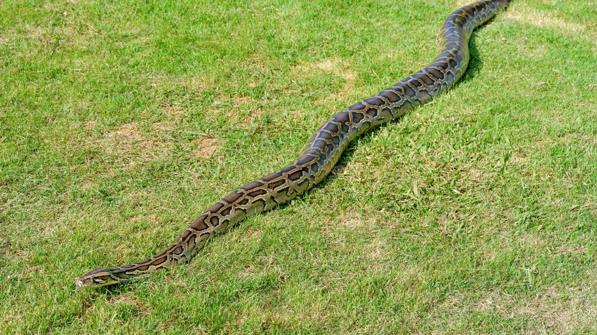 Reticulated python longest snake in the world Southeast Asia giant snake jungle