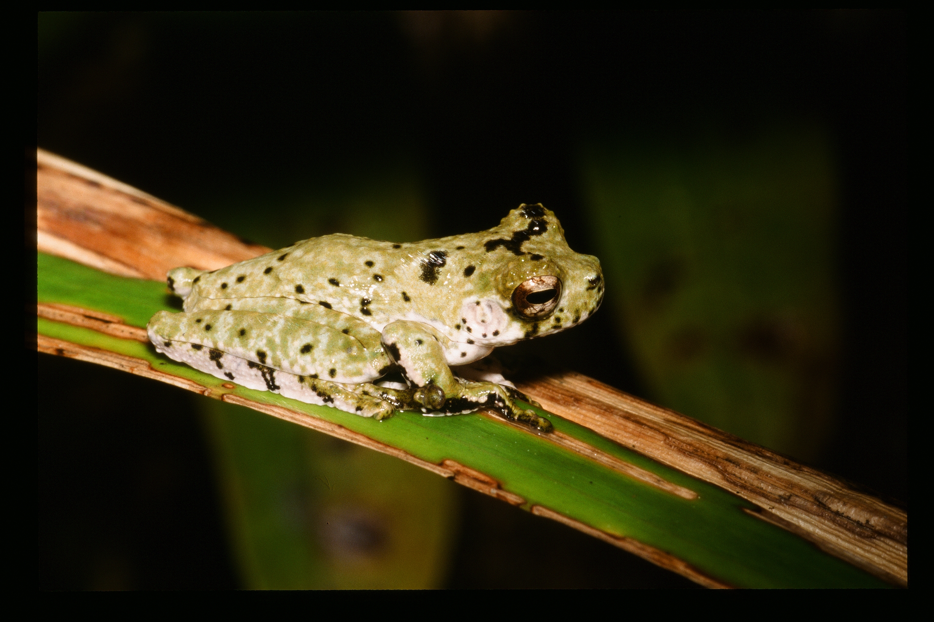 New Frog Discovered With Camouflage To Make It Look Like Bird Poop ...