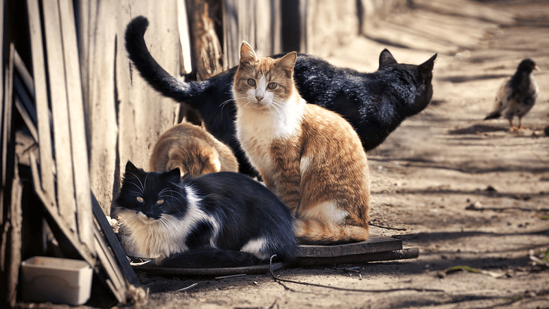 New Zealand Hunting Competition Challenges Children To Kill Feral Cats 