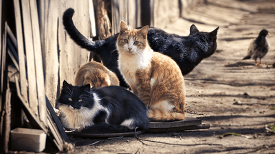 A group of feral cats on the street.