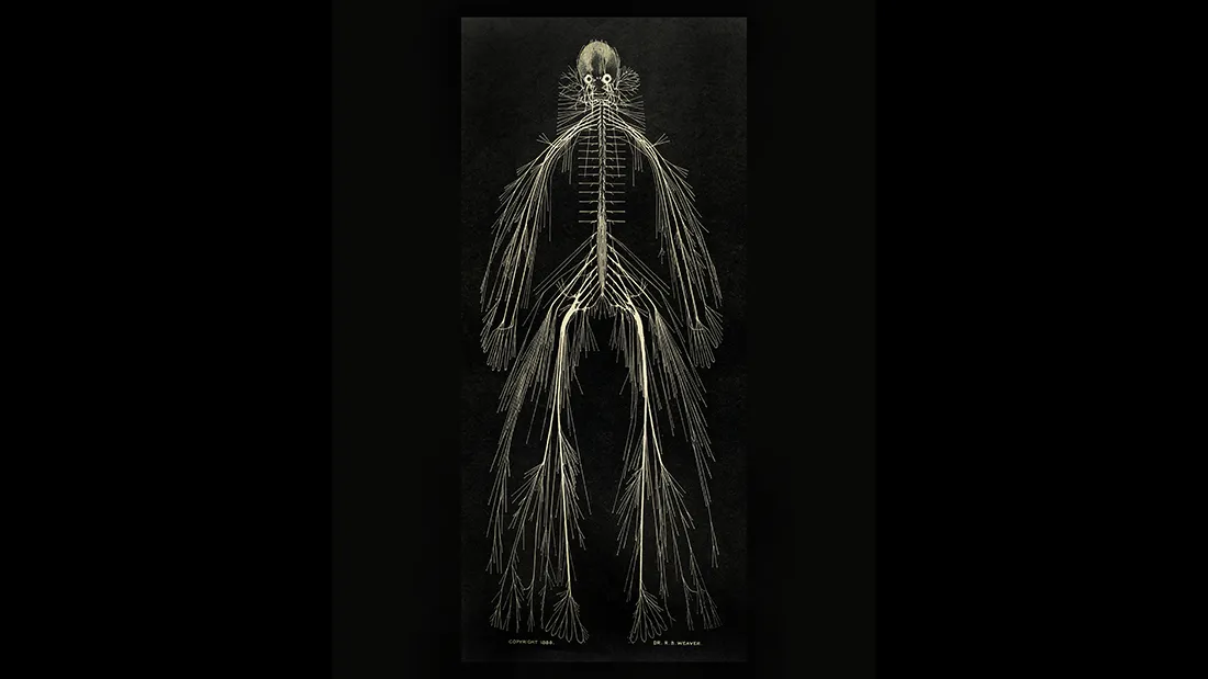 洋書 Plasticity in the Human Nervous System 洋書 Plasticity in the Human Nervous System 9780521807272i.jpg