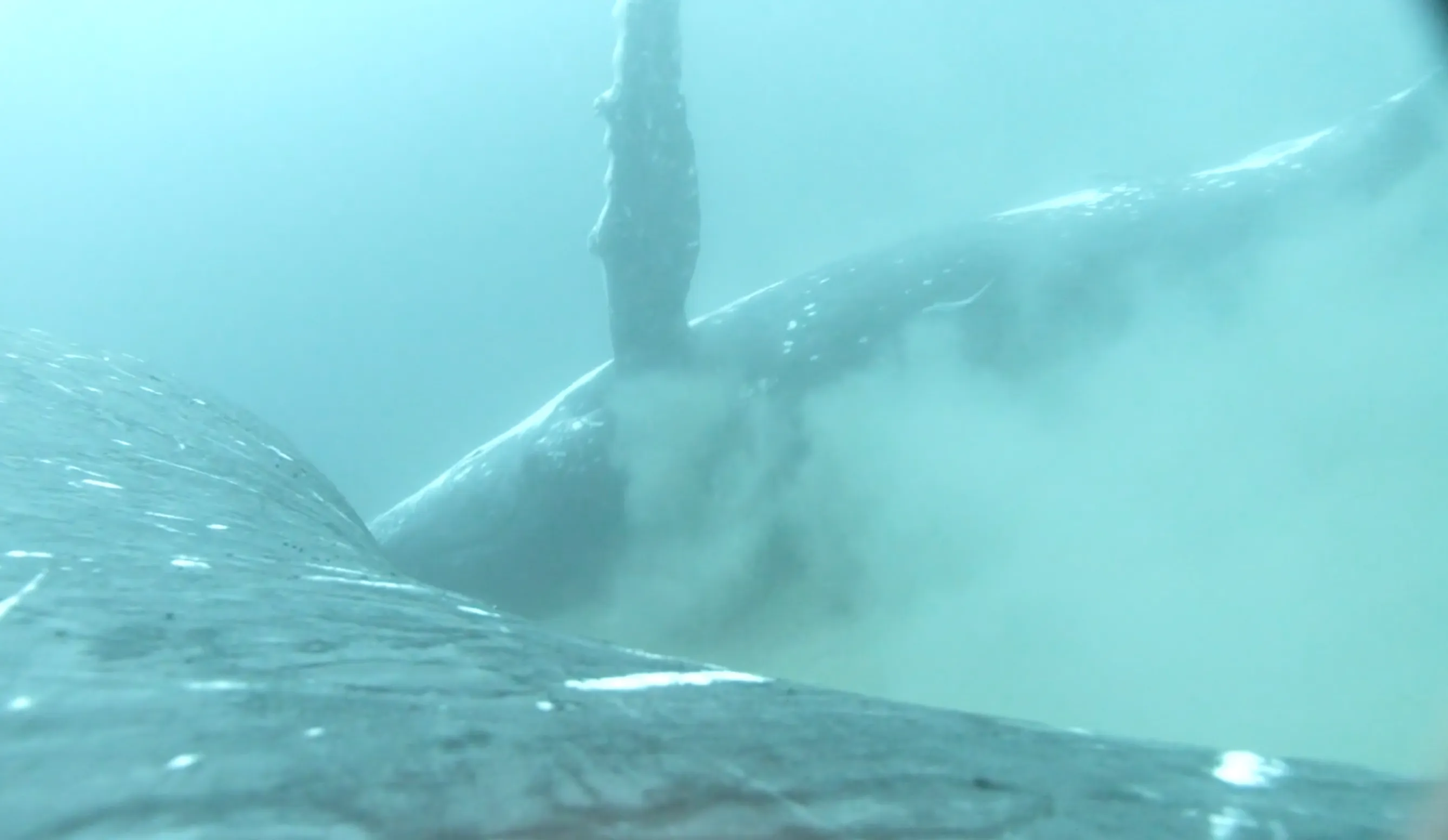 Humpback Whales Filmed Scrubbing Themselves In A Sandy Spa For The First  Time | IFLScience