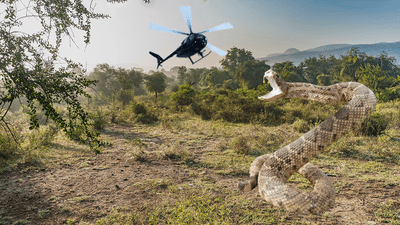Congo Snake: The Legend Of A 15-Meter Reptile, Cryptozoology's Most ...