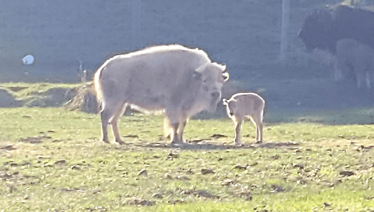 Surprise! Adorable White Bison Calf Born In Bear River State Park
