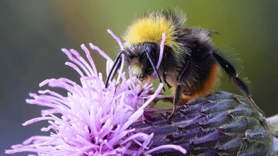 garden for wildlife biodiversity