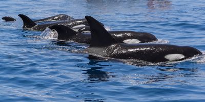 Orcas attack boats