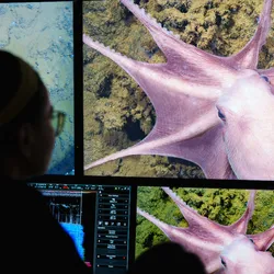 A scientists watched a screen with a pink octopus on