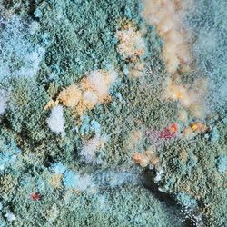 Different colors of mould