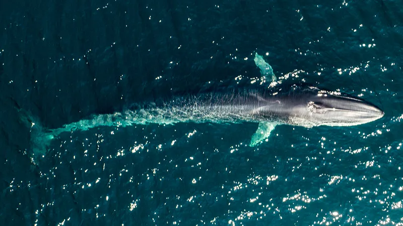 An aerial shot of a fin whale.