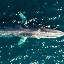 An aerial shot of a fin whale.