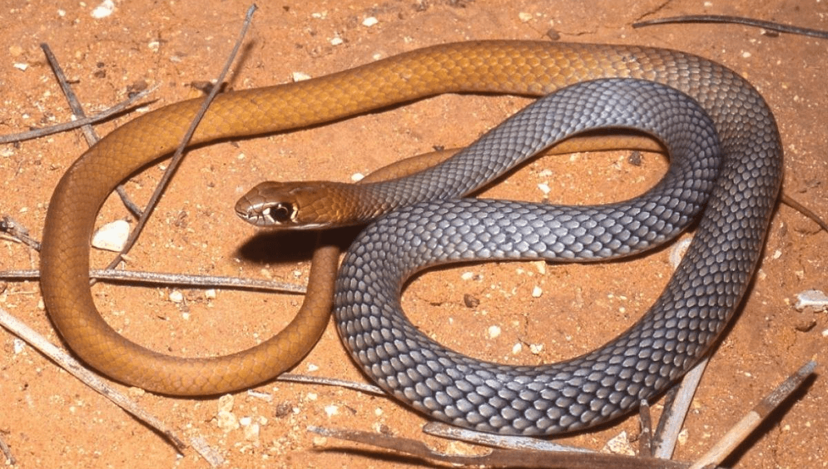 Just What Australia Needed A New Venomous Snake And It s Fast 