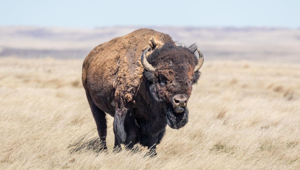 Why Is Russia Introducing Bison To Replace Extinct Woolly Mammoths